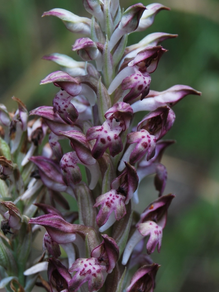 Anacamptis coriophora